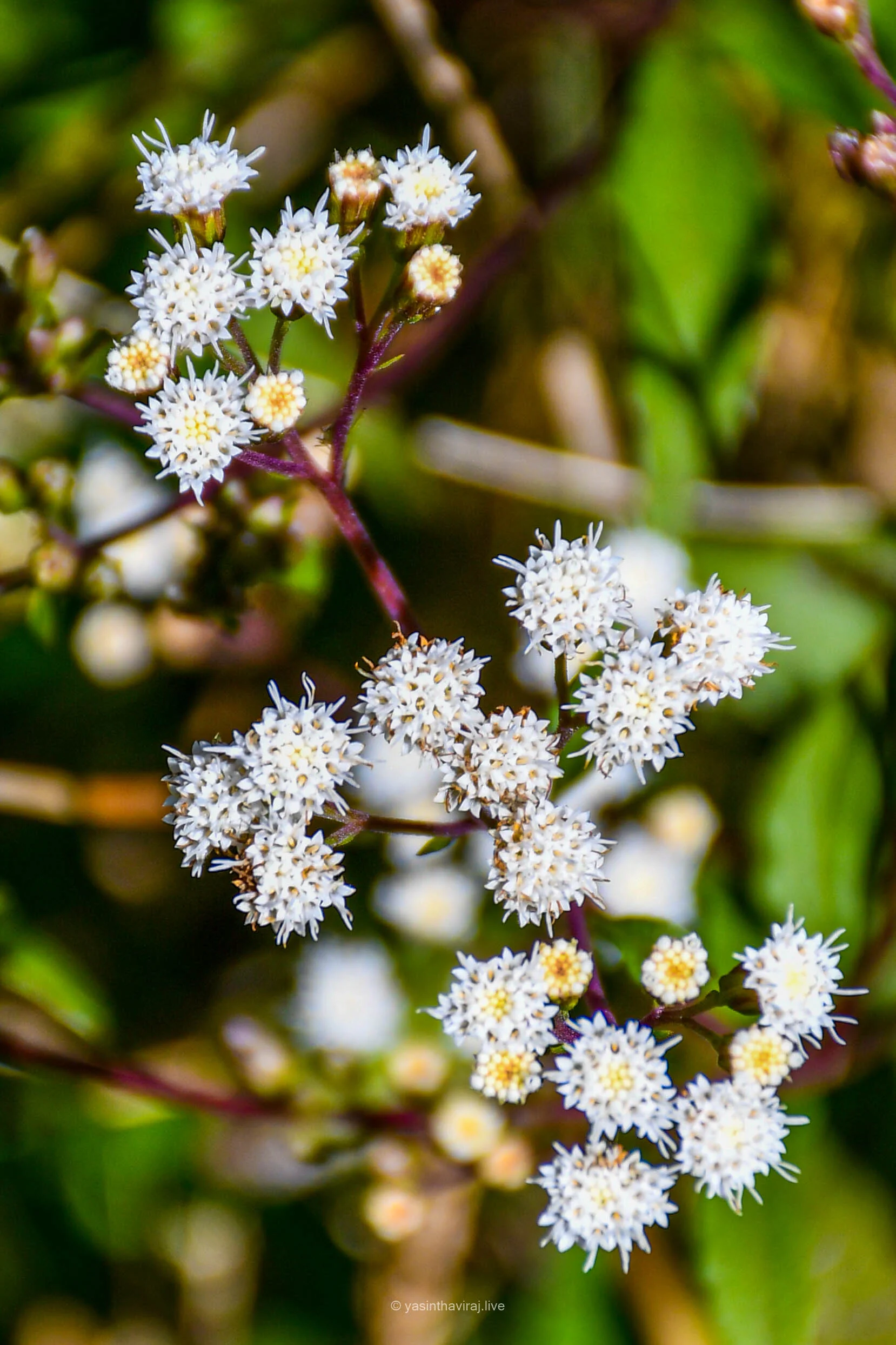 White Snakeroot