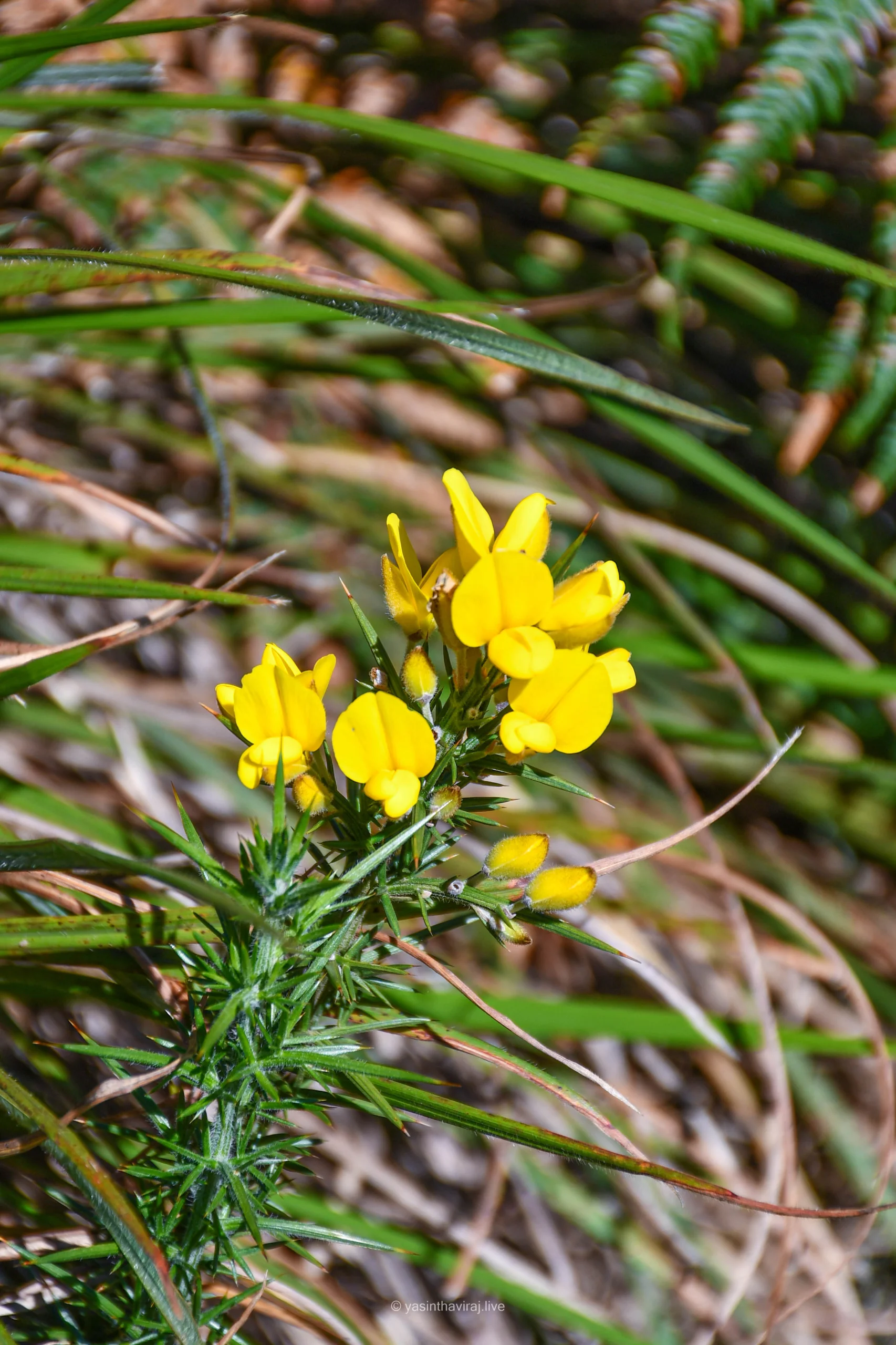 Gorse