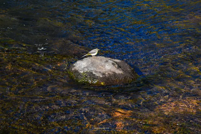 Grey Wagtail