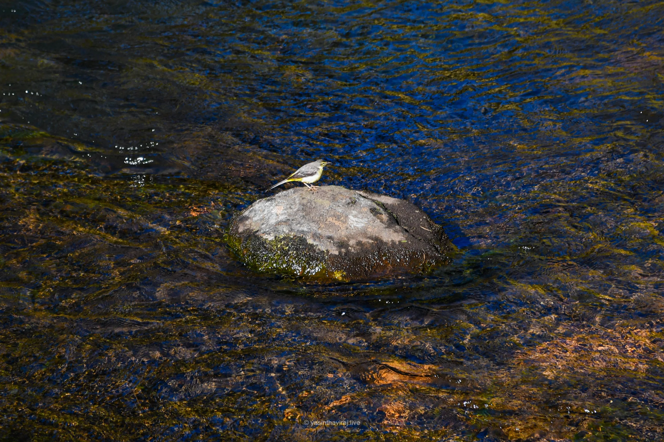 Grey Wagtail