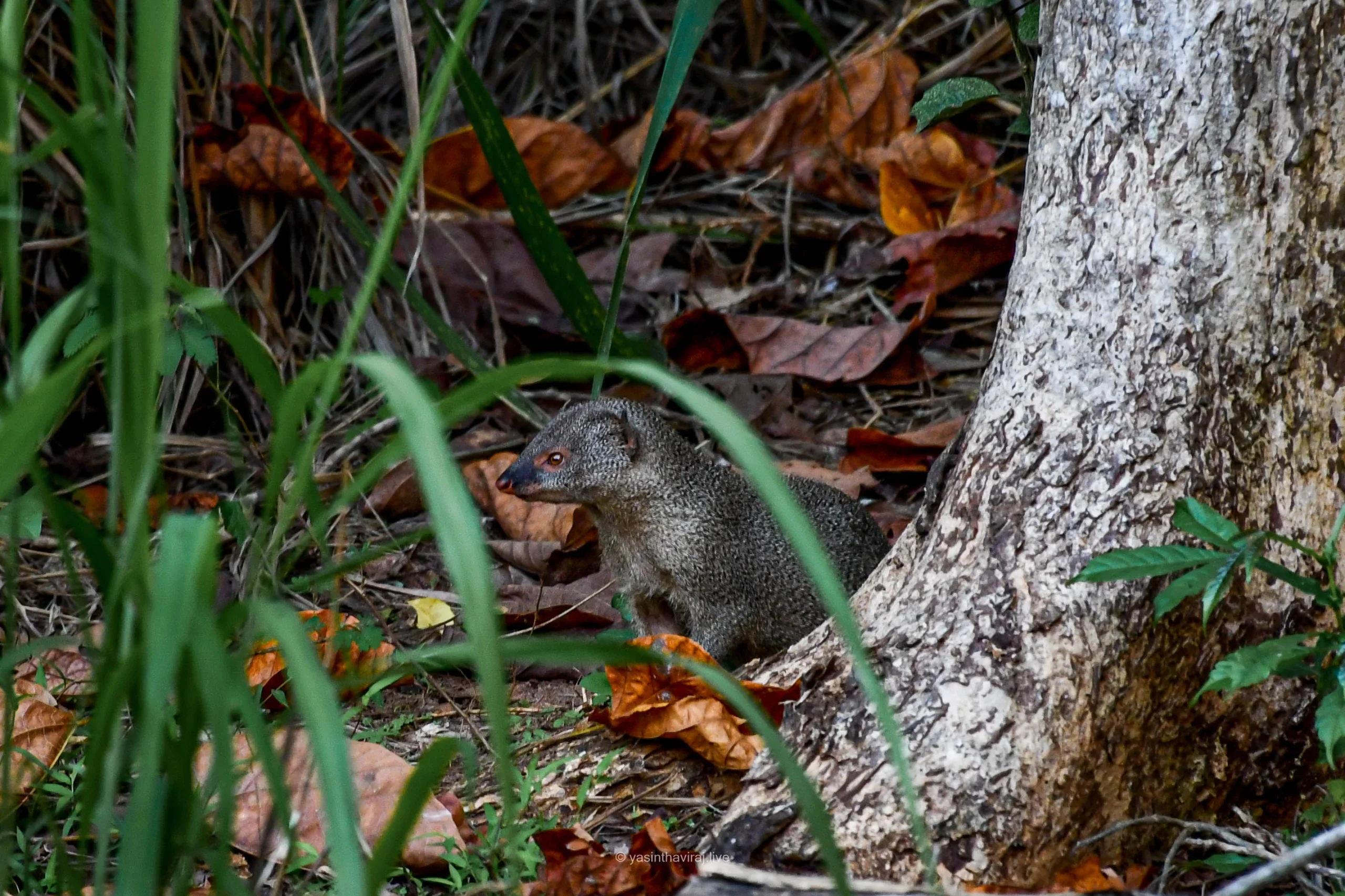 Gray Mongoose