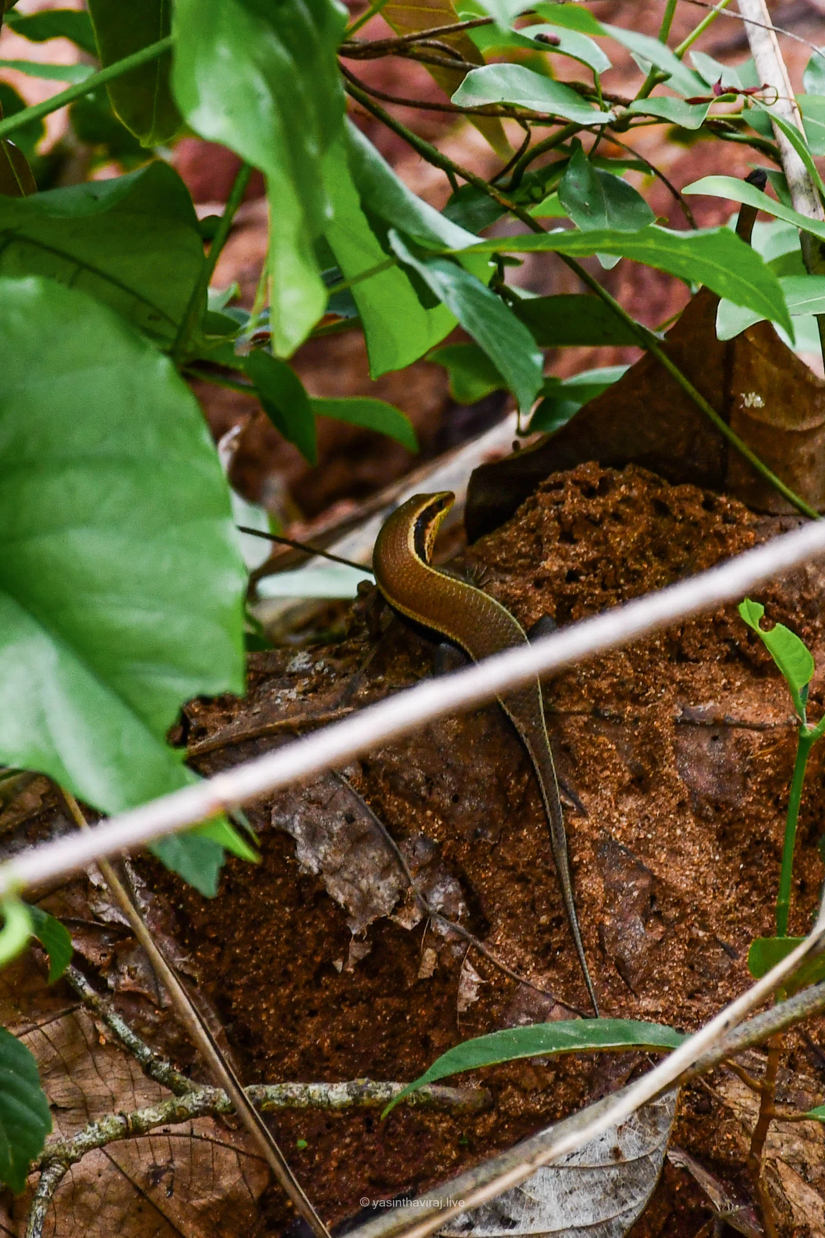 Sri Lanka Bronze Skink