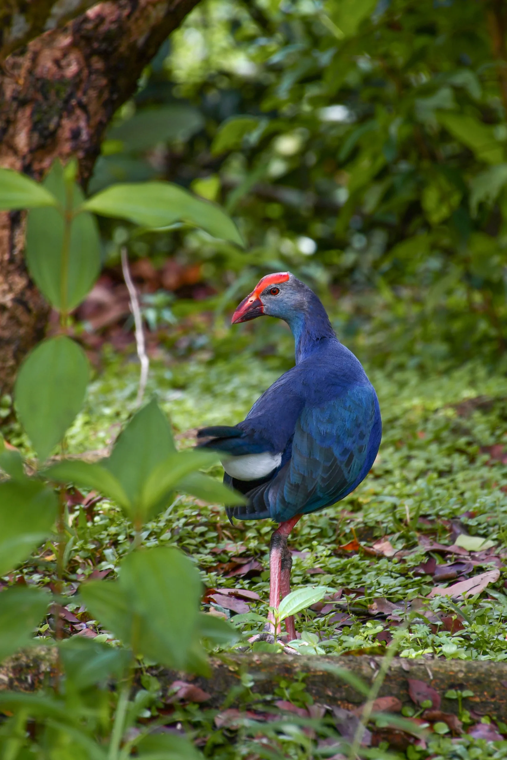 Grey-headed Swamphen
