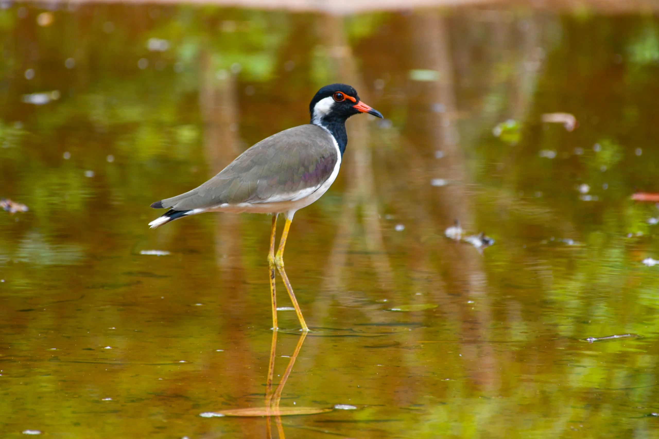 Red-wattled Lapwing