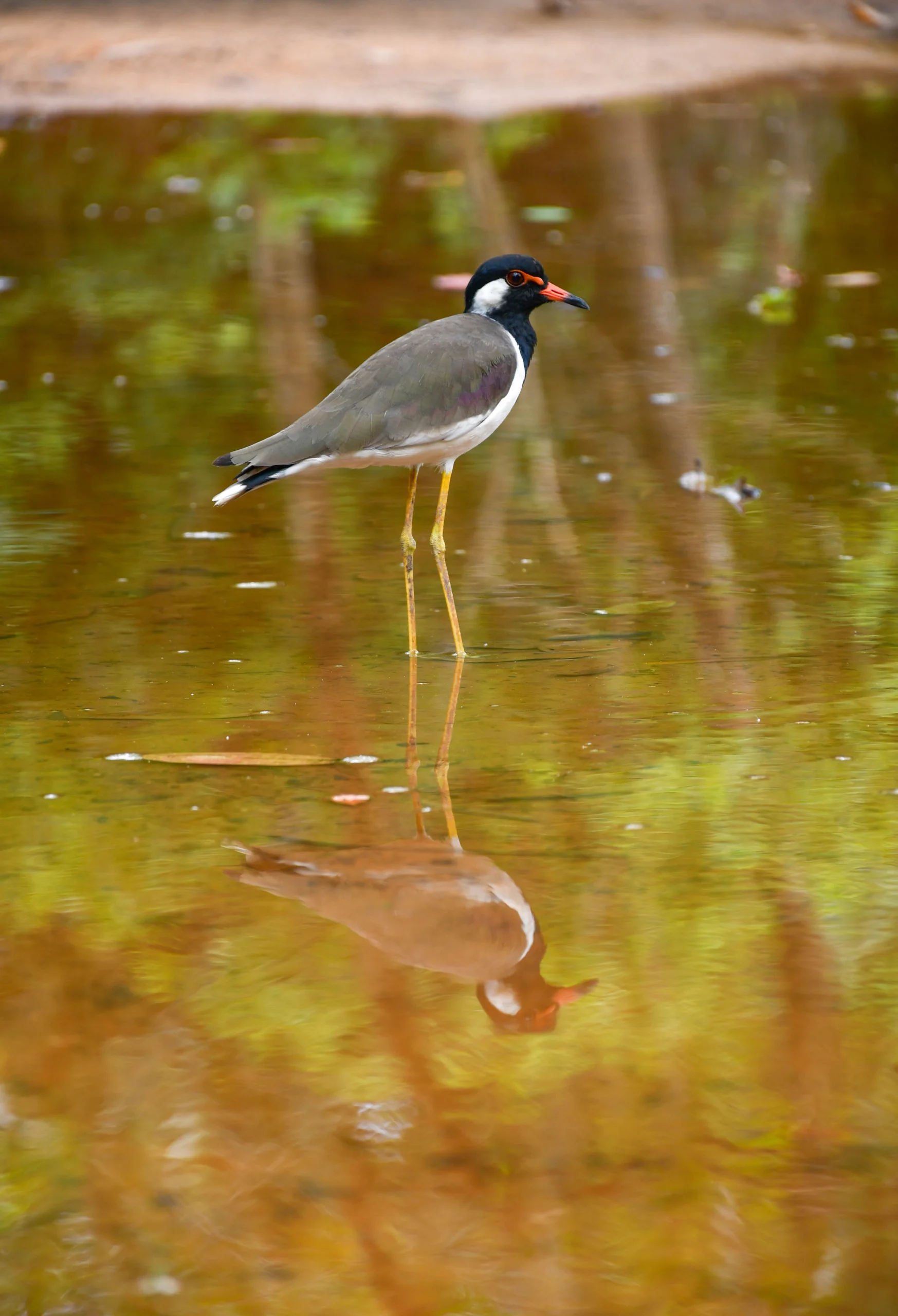 Red-wattled Lapwing