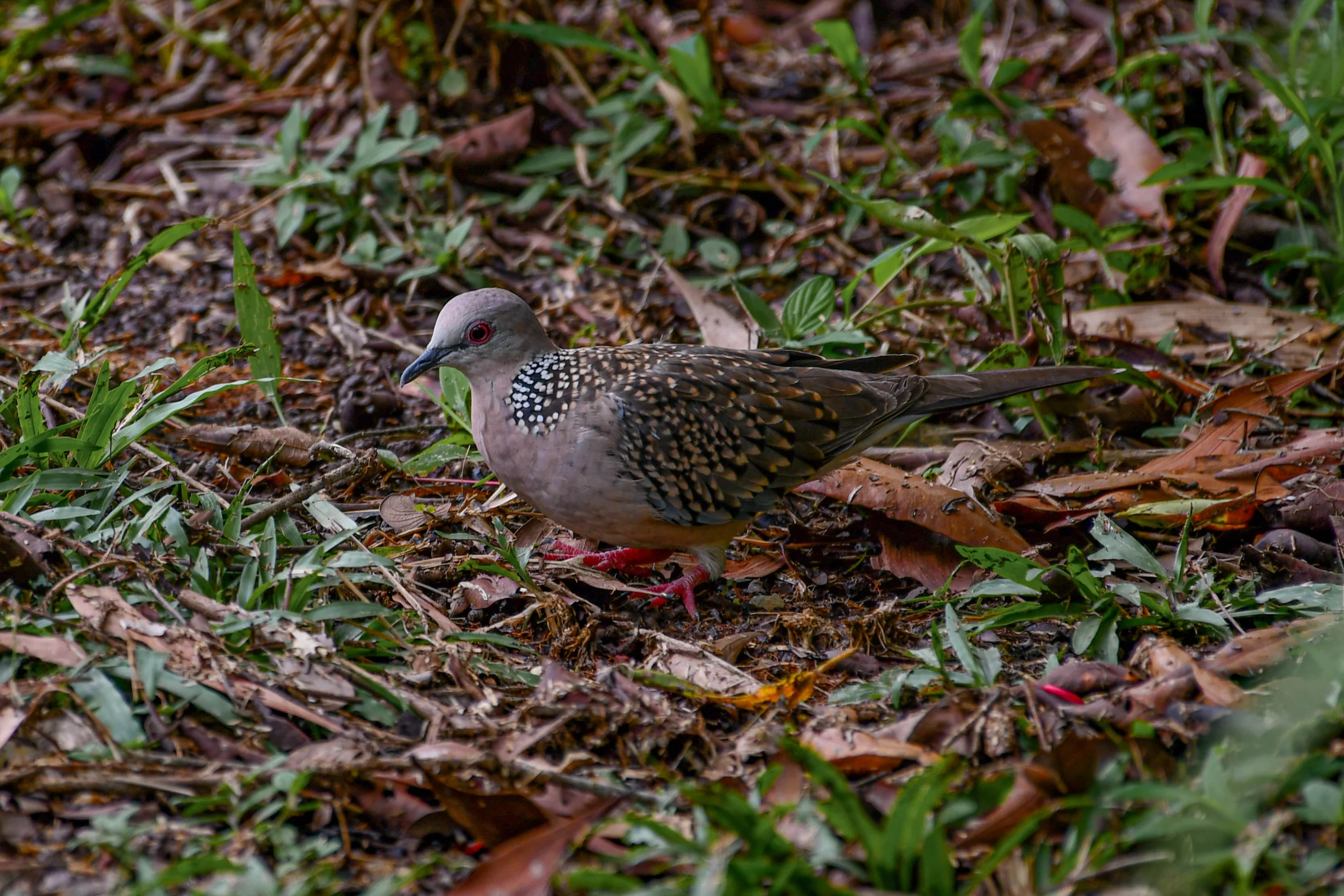 Spotted Dove