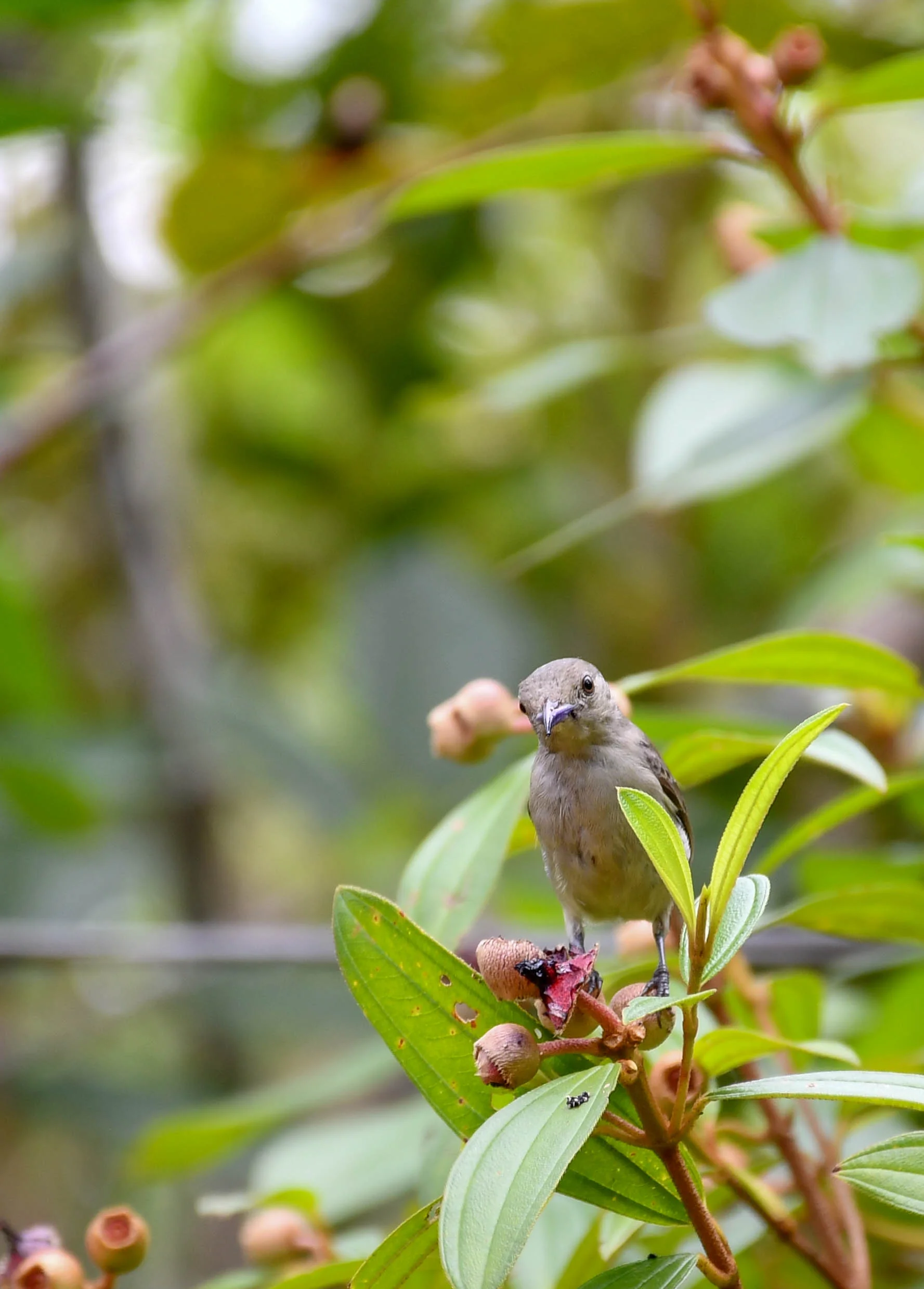 Pale-Billed Flowerpecker
