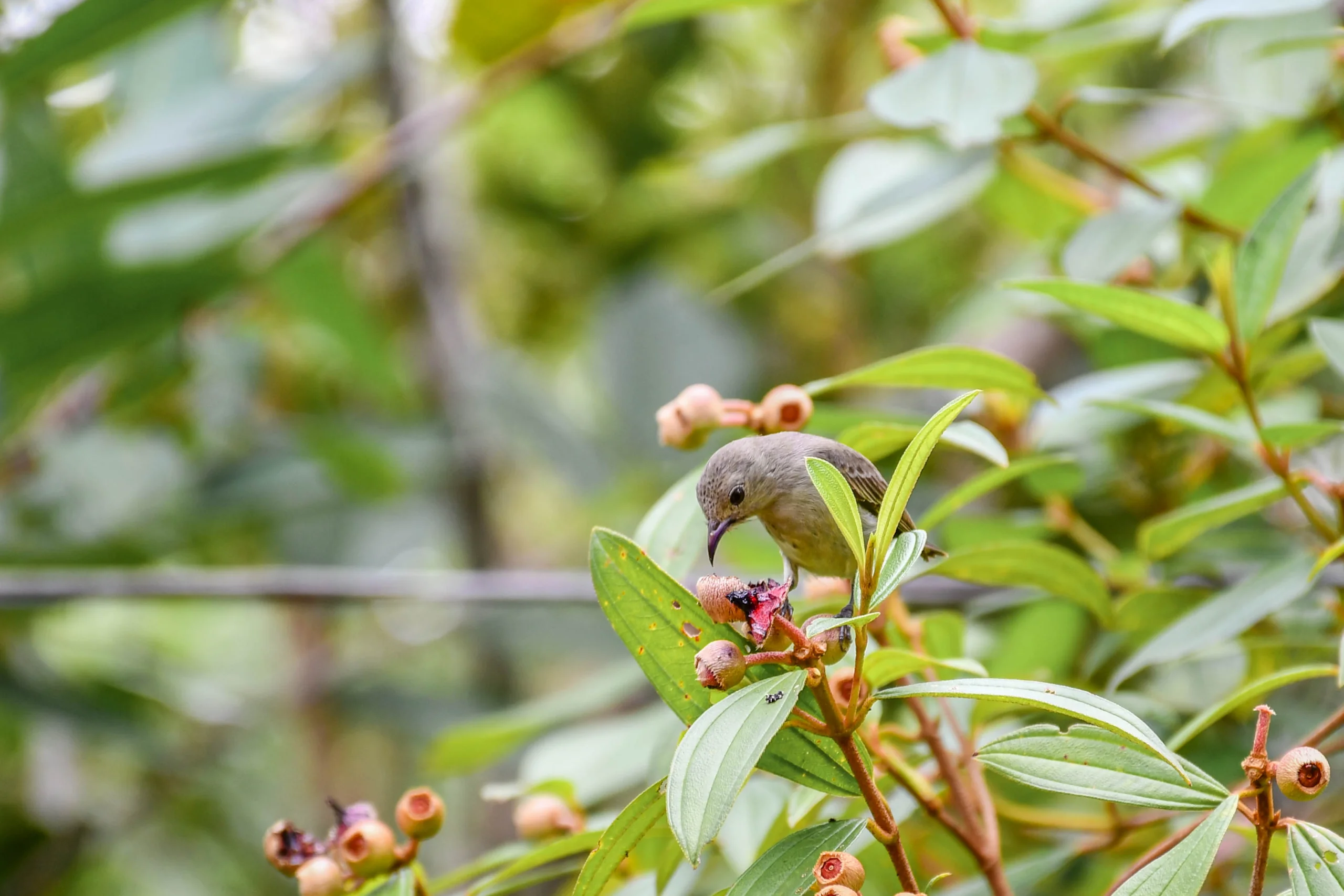 Pale-Billed Flowerpecker