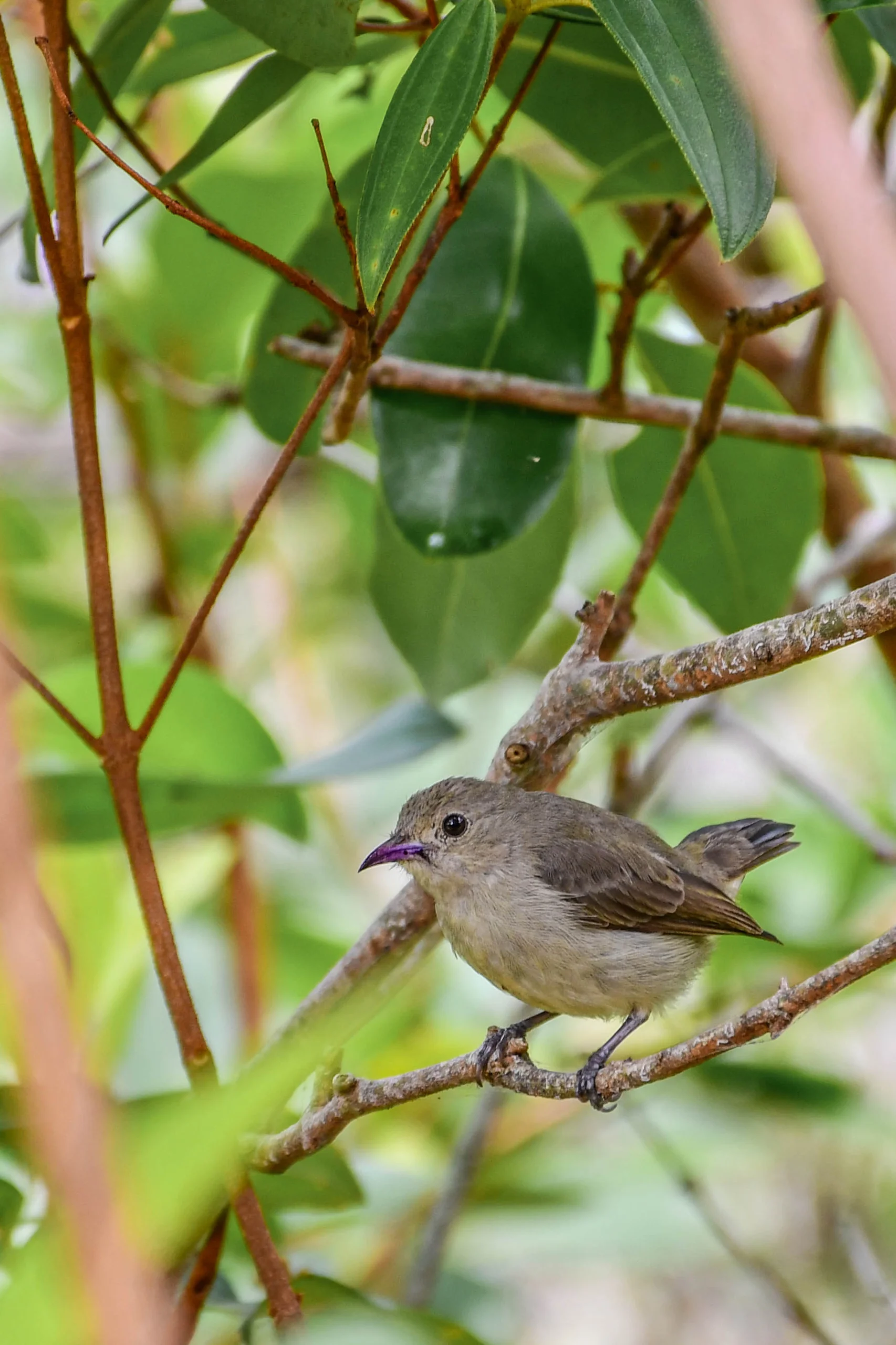 Pale-Billed Flowerpecker