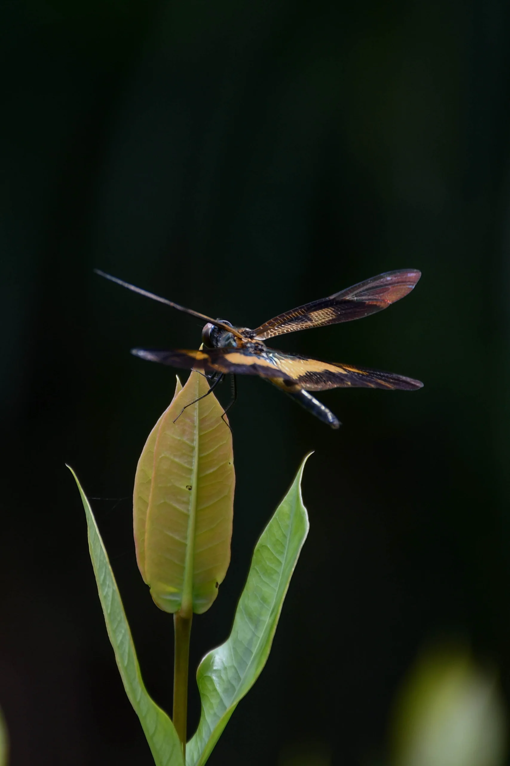 Common Picture Wing