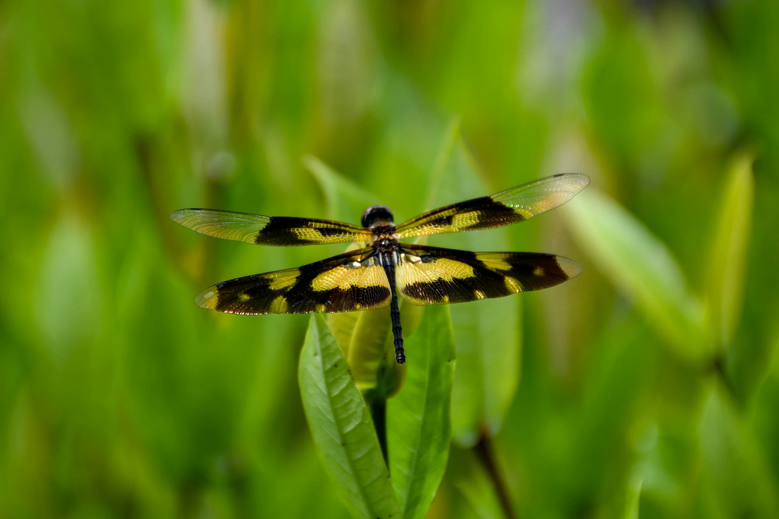Common Picture Wing