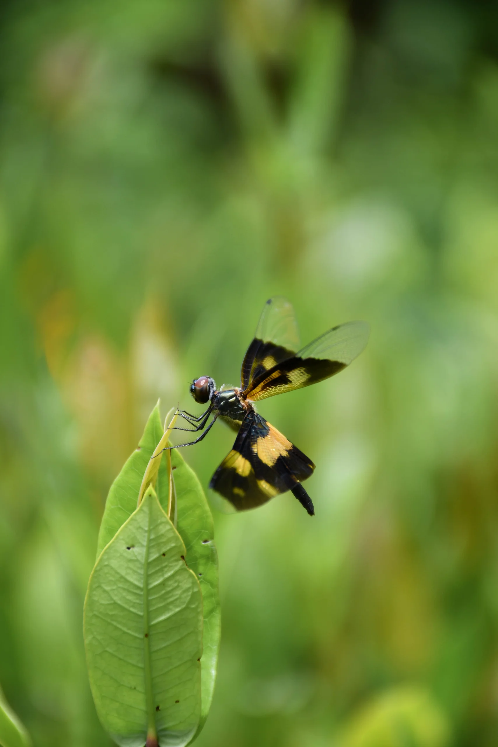 Common Picture Wing