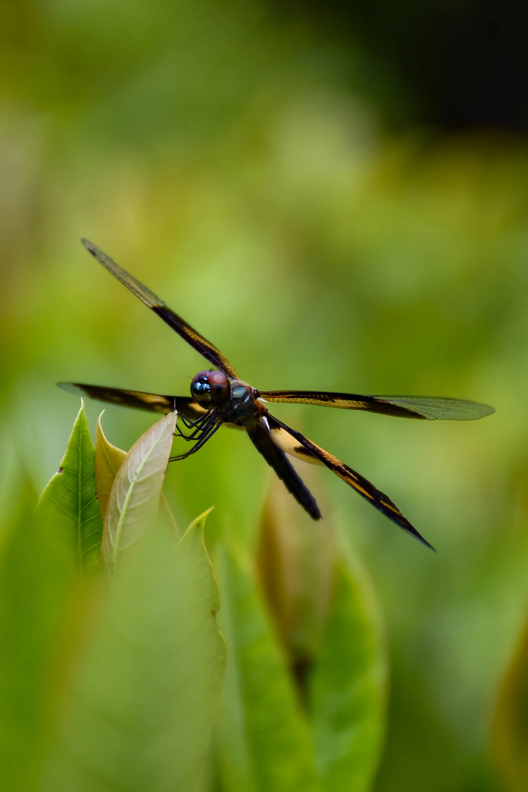 Common Picture Wing