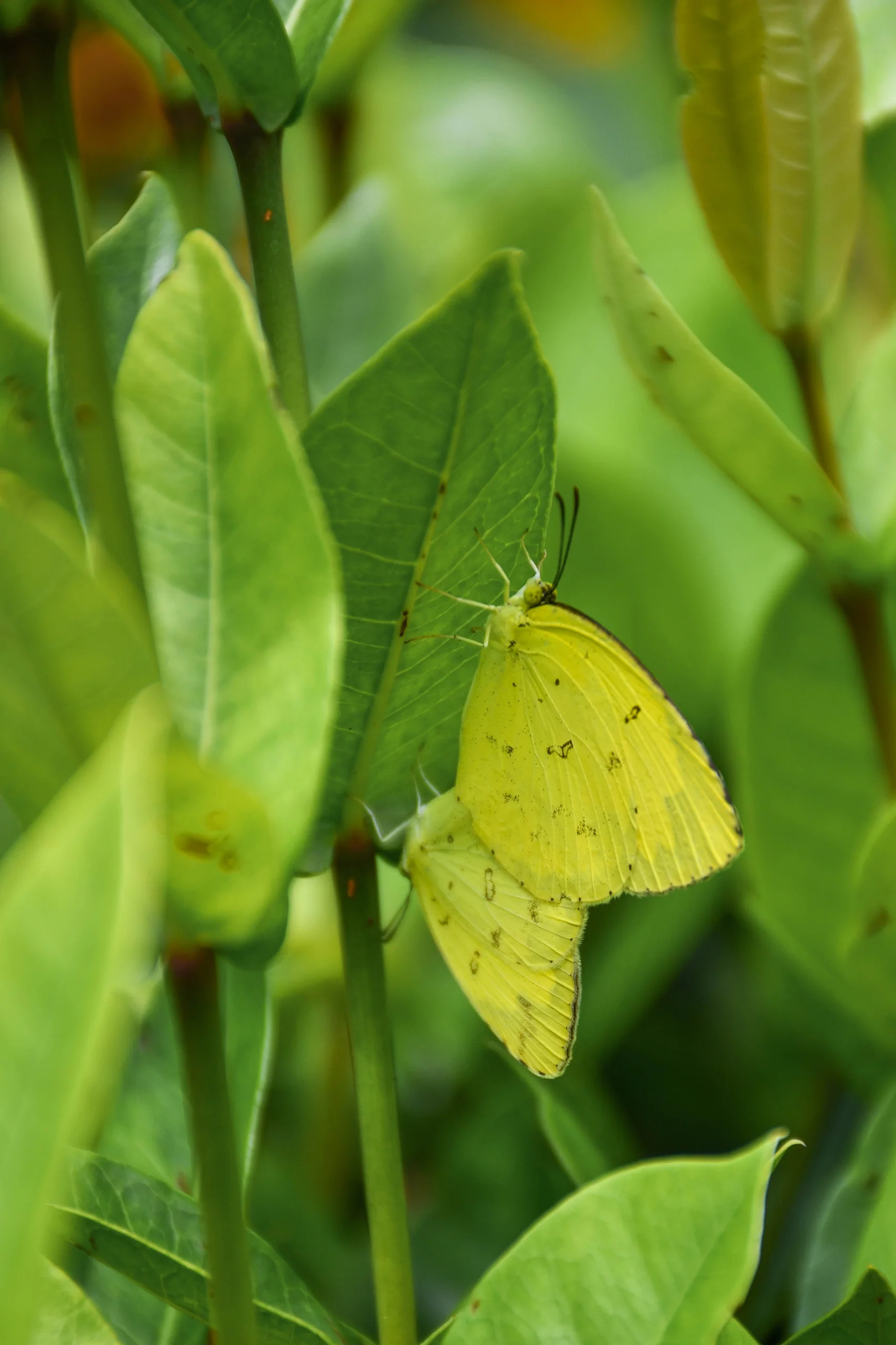 Common Grass Yellow Butterfly