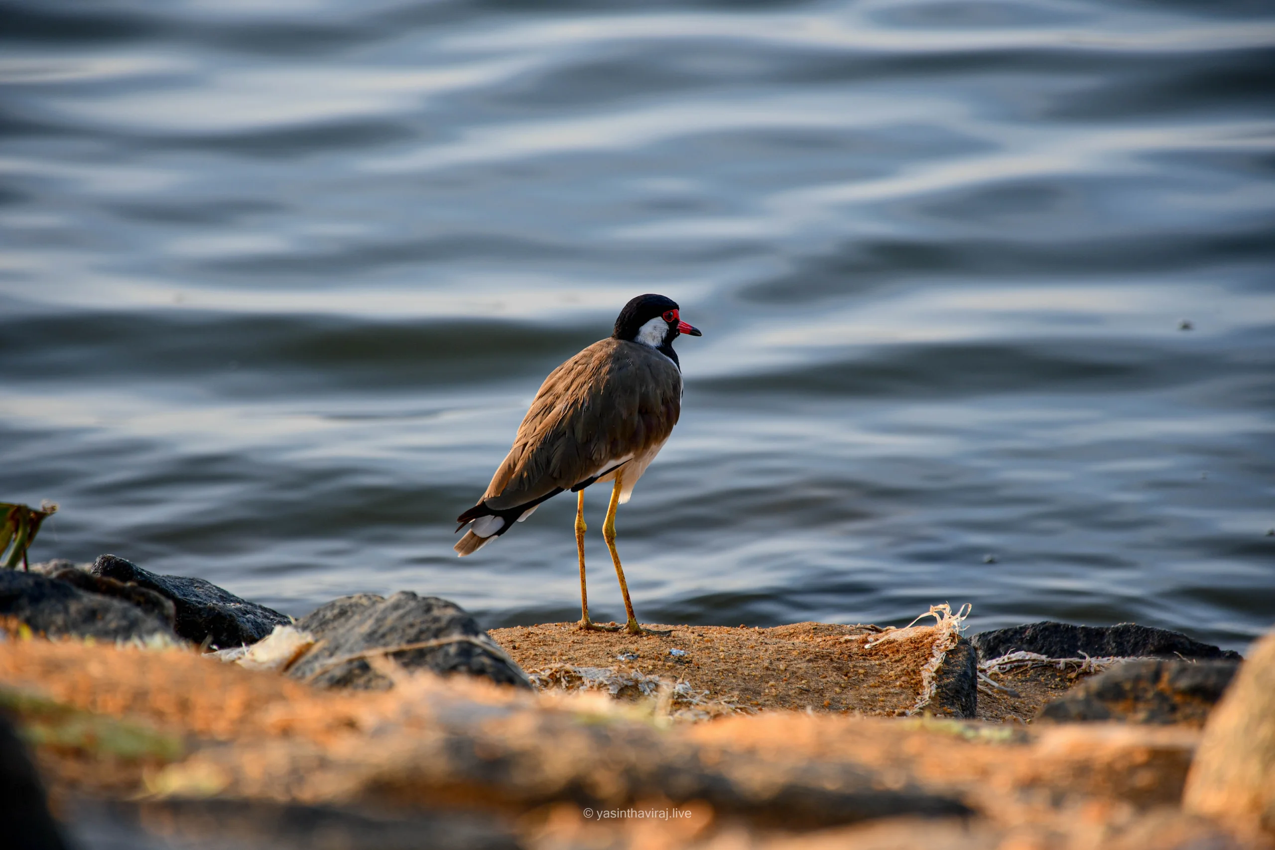 Red-wattled Lapwing