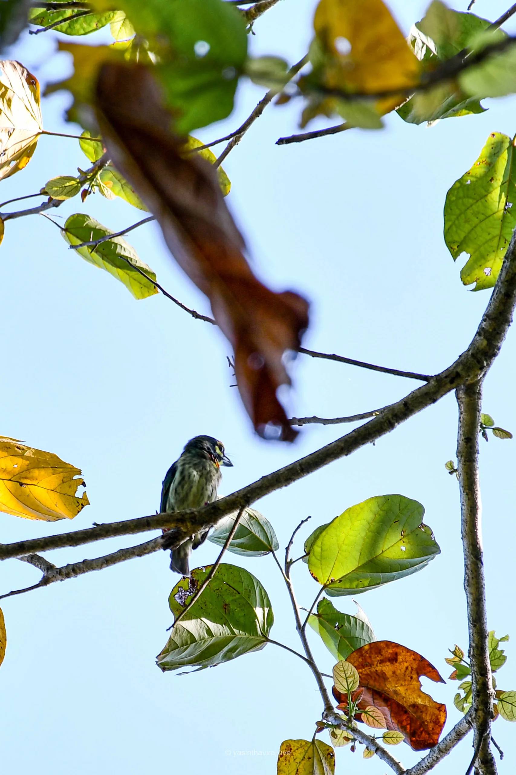 Coppersmith Barbet