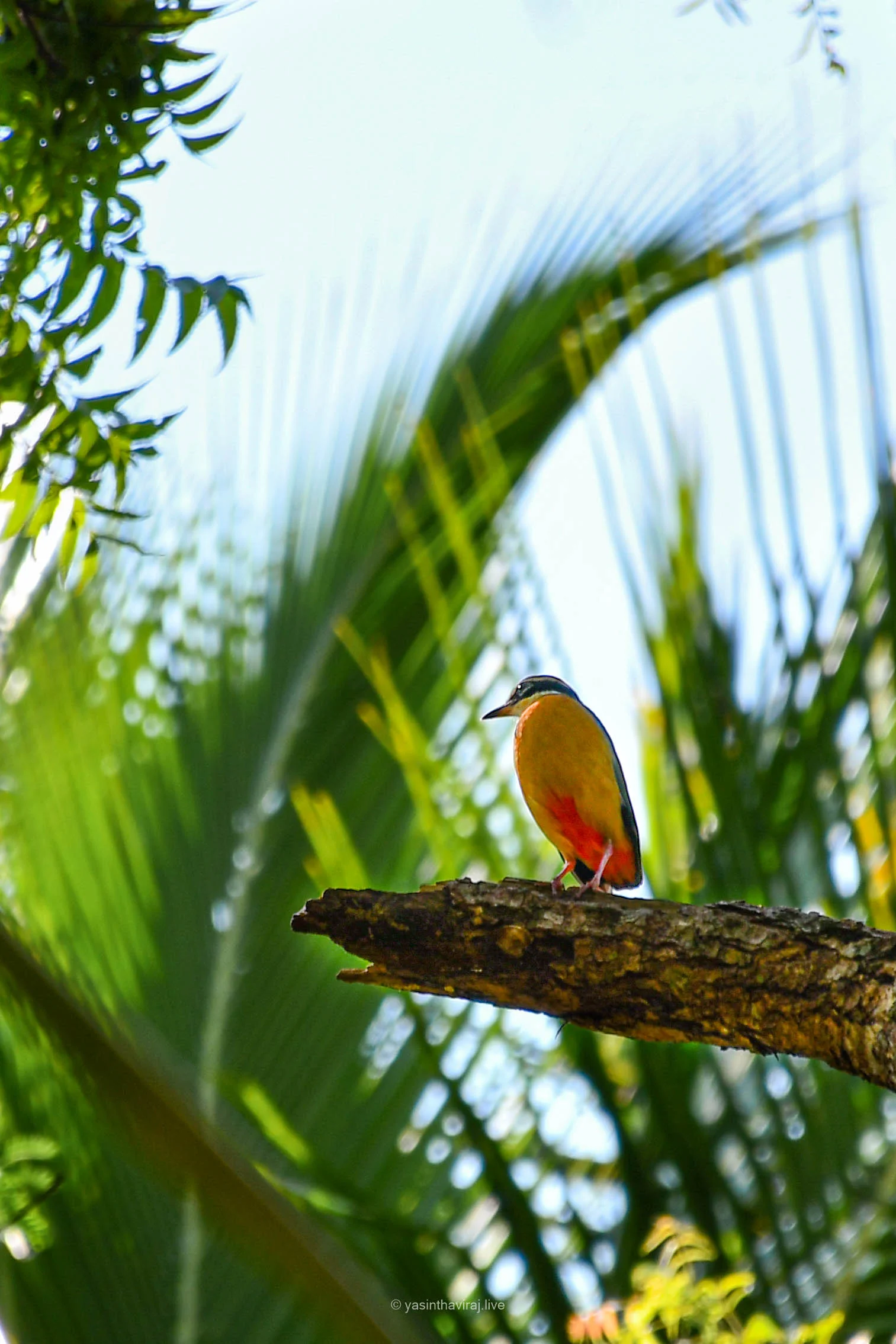 Indian Pitta