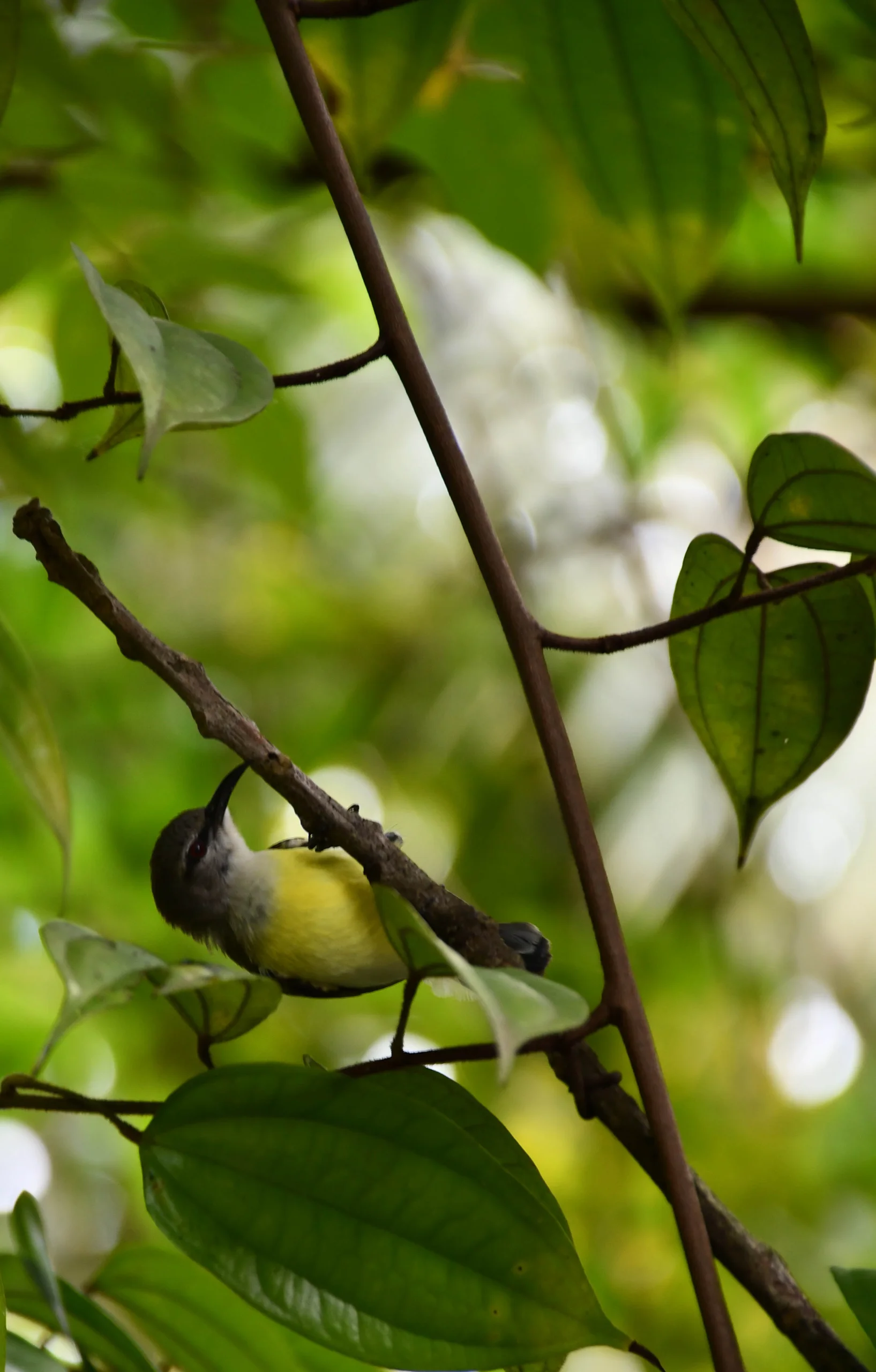 Garden Sunbird