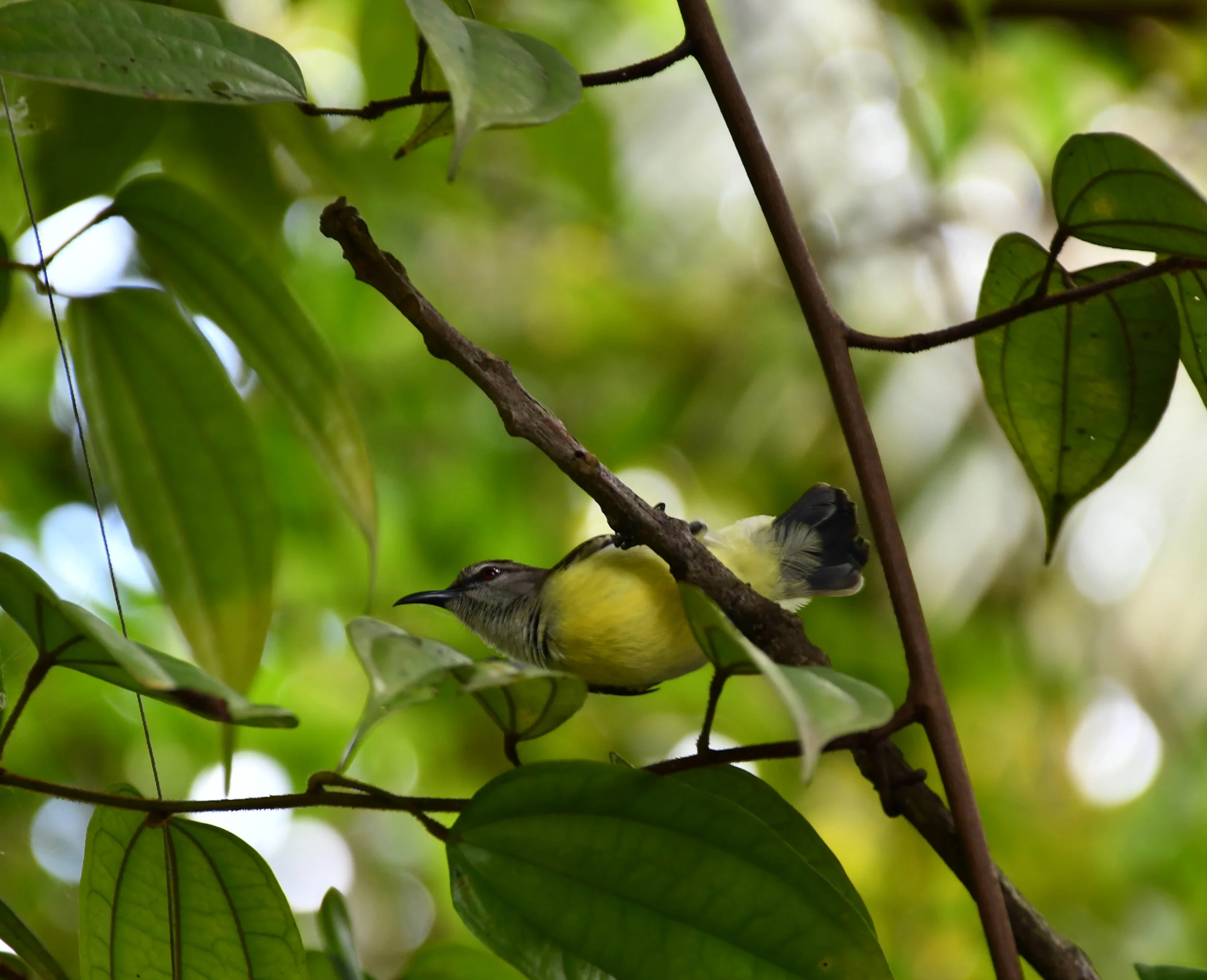 Garden Sunbird