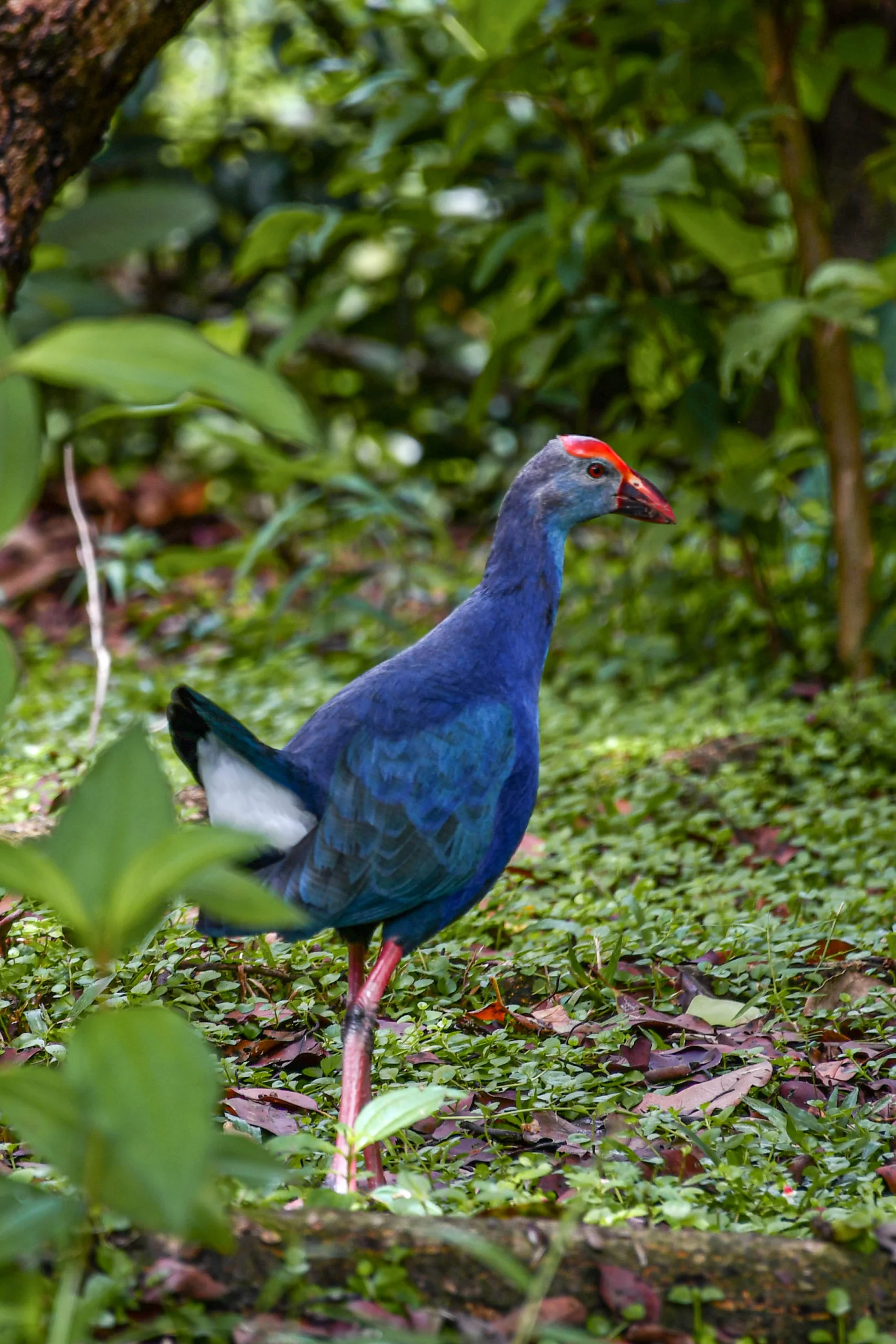 Grey-headed Swamphen